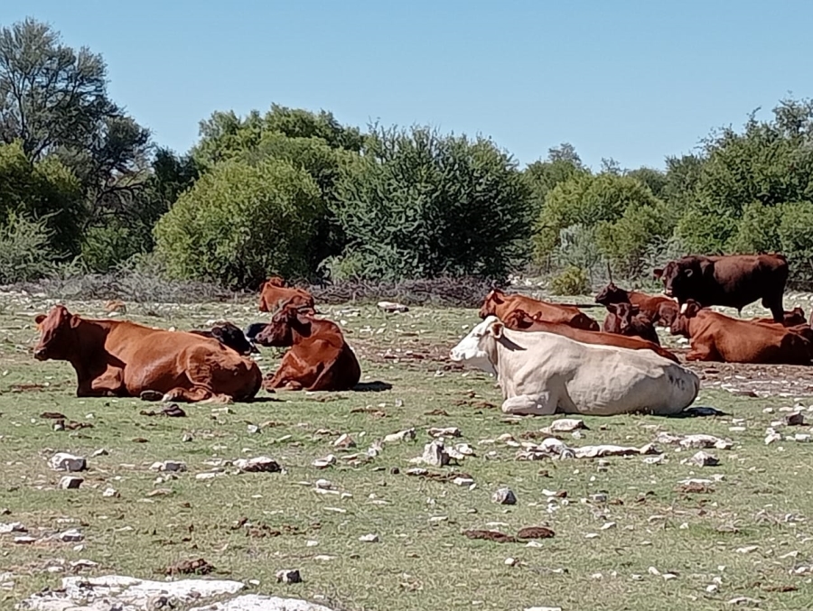 Commercial Property for Sale in Koopmansfontein Northern Cape